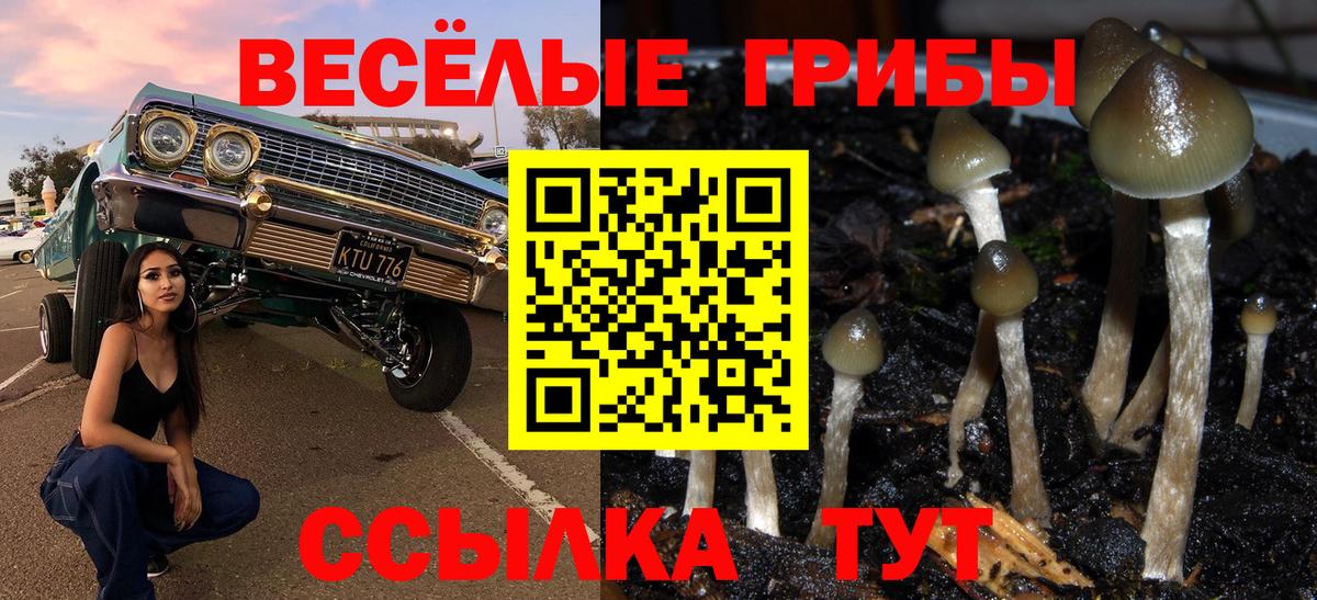 Галлюциногенные грибы Psilocybine cubensis  Вход с VPN  Псилоцибиновые грибы прущие грибы  Курчатов 
